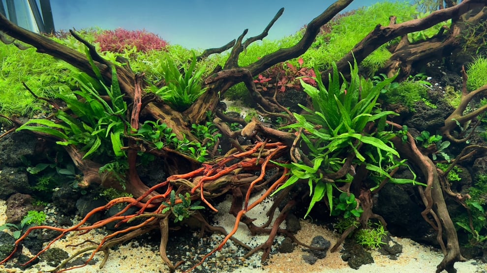 エレファントウッドの特徴を説明