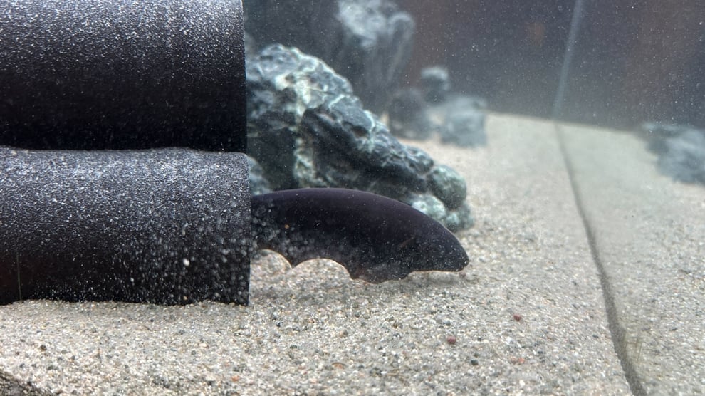 ブラックゴーストの飼育方法まとめ