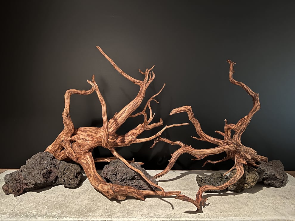 流木の選び方のポイントを説明