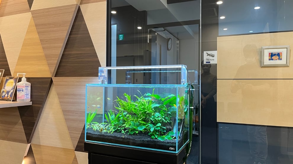 ブラックゴーストの飼育方法