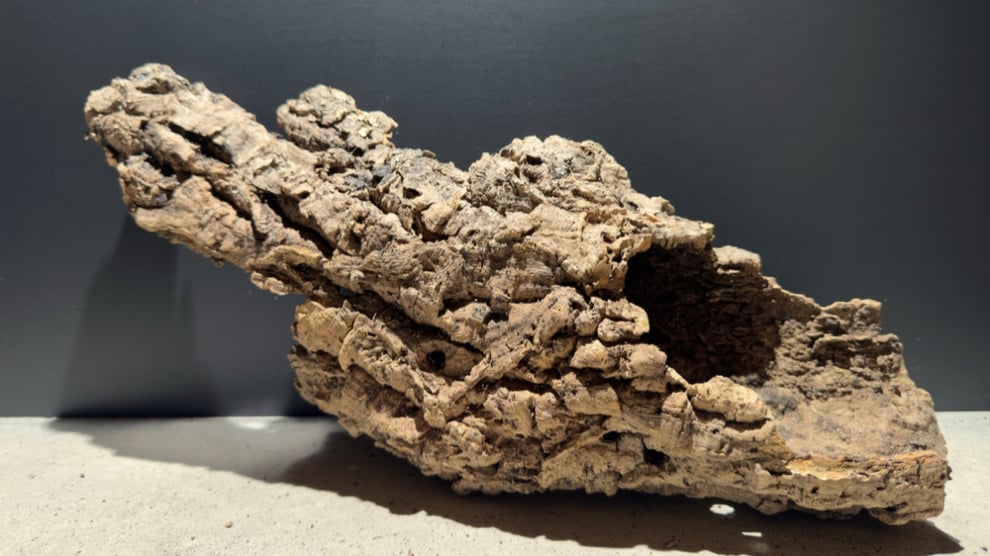 コルクのまとめ