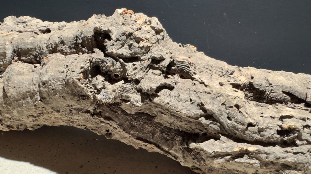 コルクの意味や起源を説明