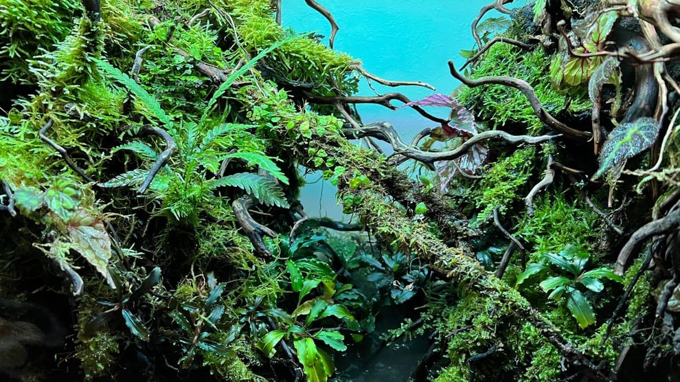 流木から発生するカビの対処方法