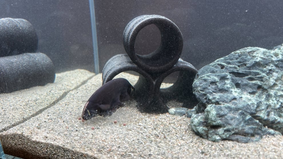 ブラックゴーストの給餌