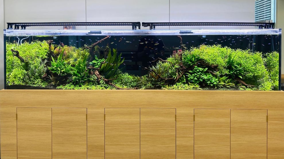 水槽素材の流木を使用した凹型構図を説明