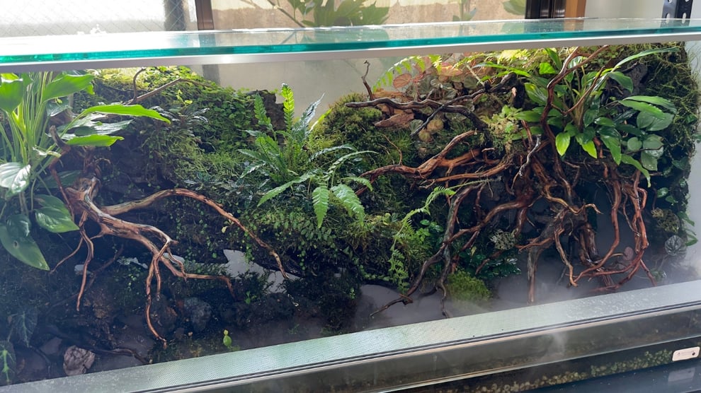 水槽素材おすすめの流木の使い方を説明