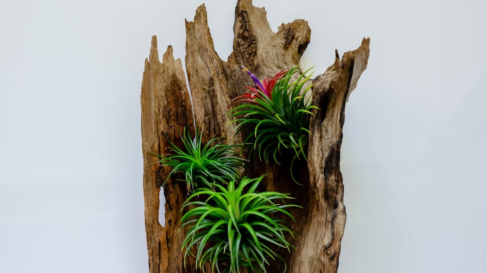 流木の植物のインテリア