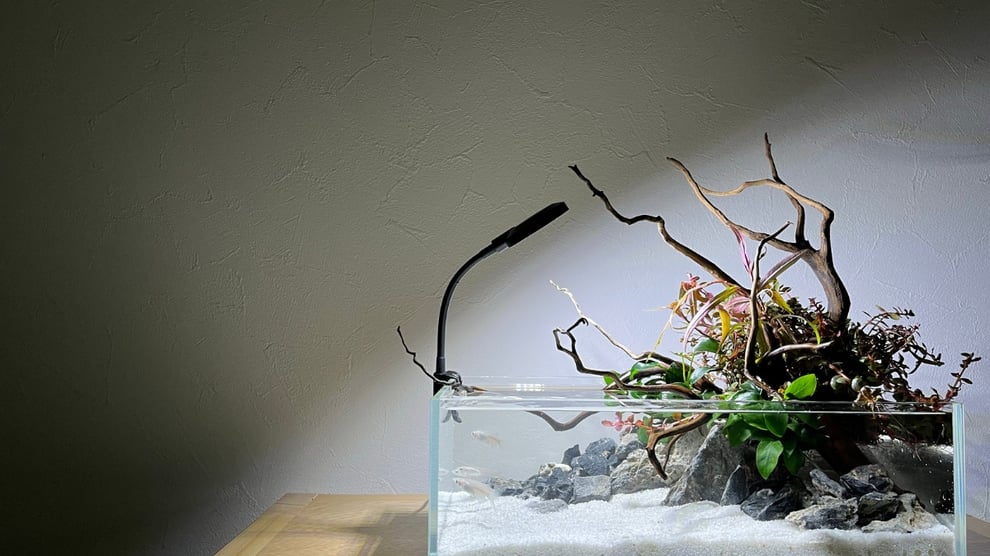 メダカにあった水槽サイズを説明