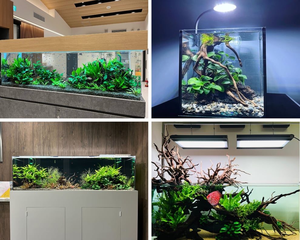熱帯魚水槽のレイアウト事例