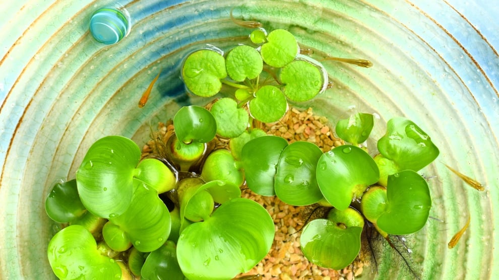 グリーンウォーターレイアウト