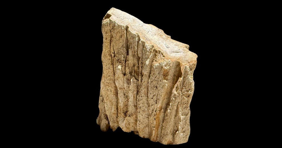 水槽素材の木化石