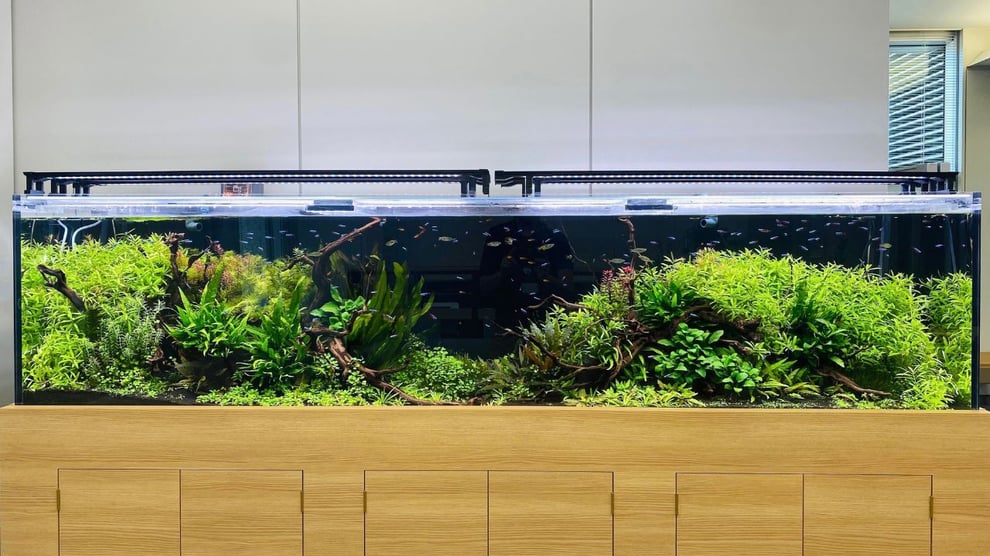 流木のアク成分を水槽管理のプロが説明