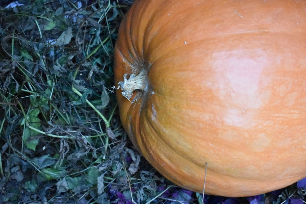 ハロウィンカボチャ