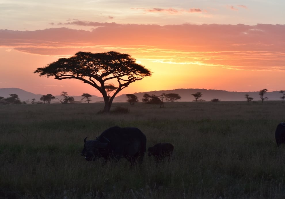タンザニア・サファリの夕日