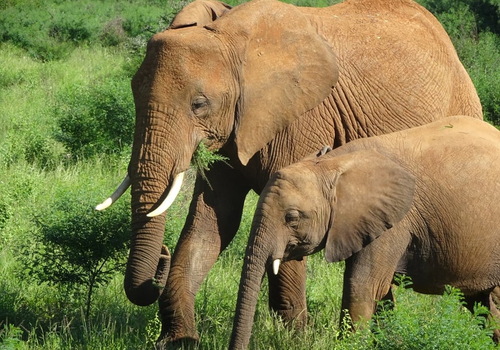 ケニアの親子象