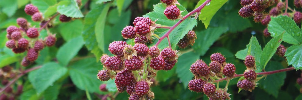 ブラックベリーの苗を植えると、年々葉が茂りグリーンカーテンの役目もはたします。