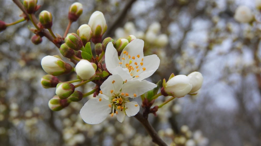 blog over de feiten en fabels over meidoorn en de kruiden die claire fraser in outlander gebruikt als medicijn