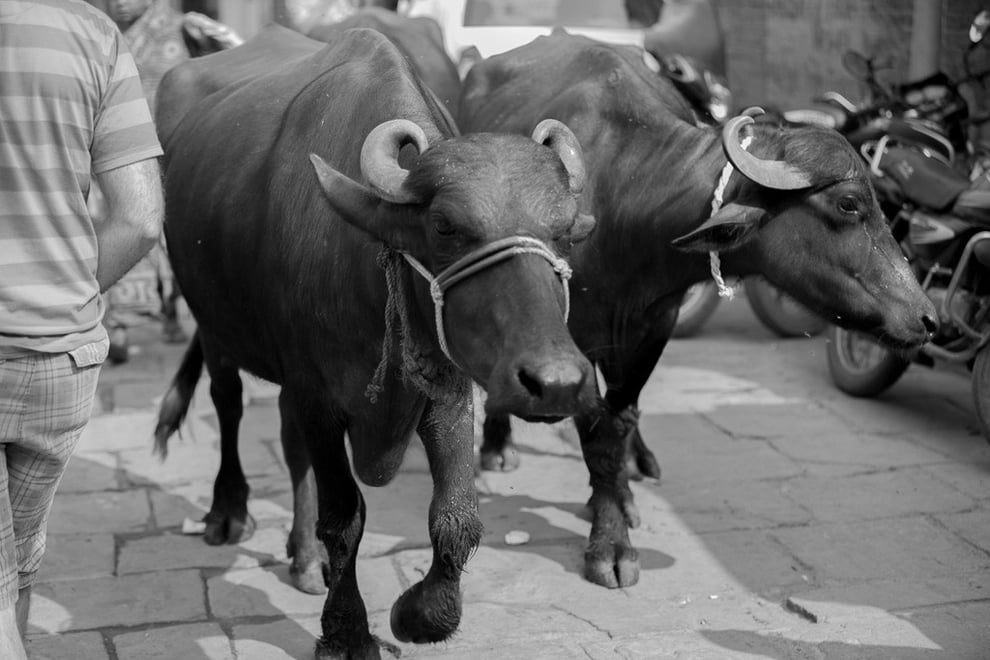 Búfalos descarados segundos antes de pegarle a Juan al pasar.