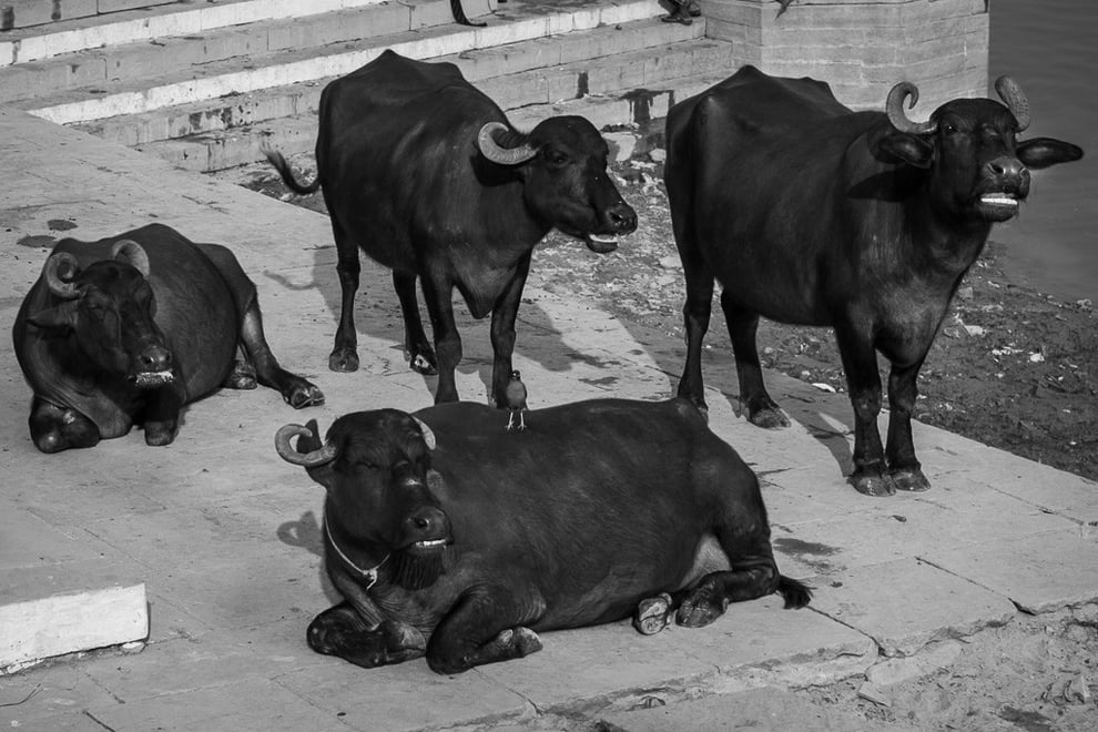 Búfalos y pajarito tomando el sol