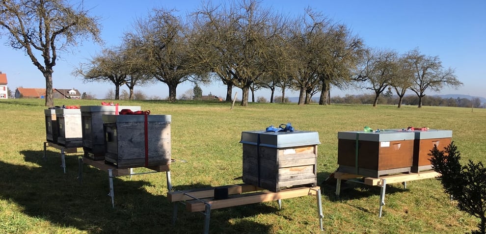 Bestäubung der Obstbäume