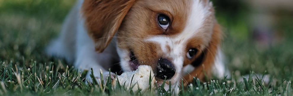 Hund hat Meisenknödel gefressen was tun