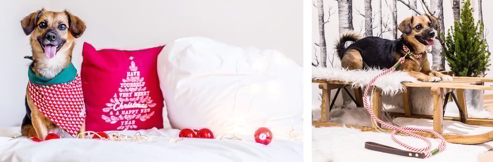 hundsoadli Mischling mit Halstuch Leine Halsband