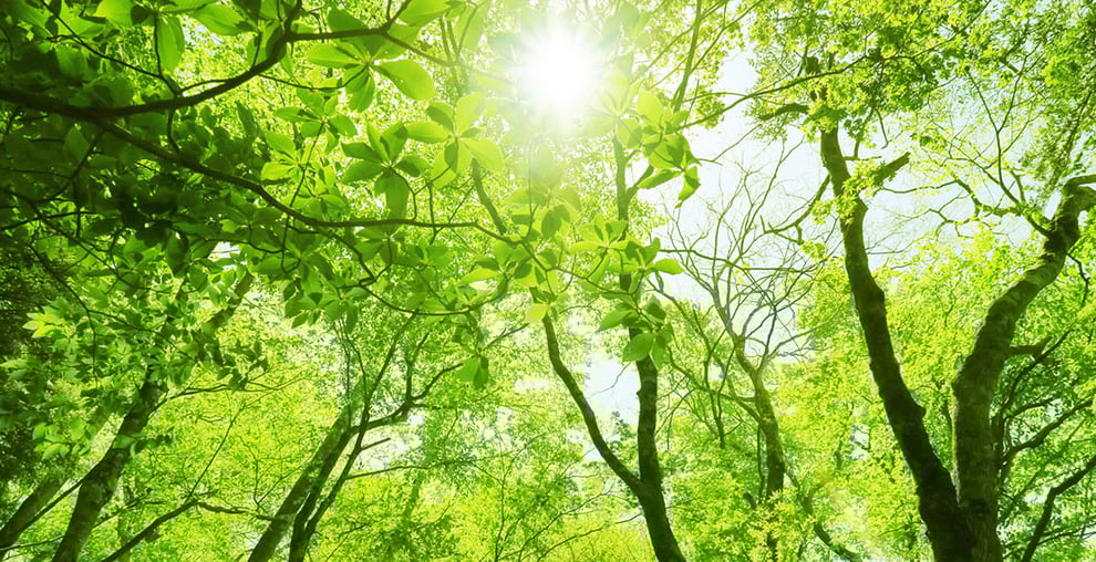 環境に優しい薪ストーブとペレットストーブ