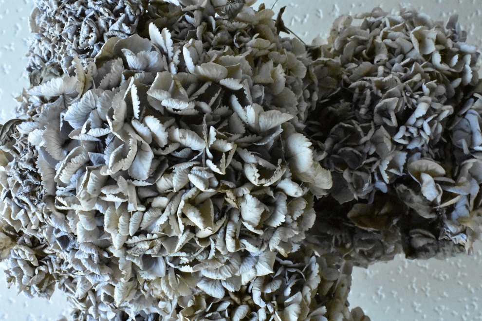 紫陽花　ドライフラワー