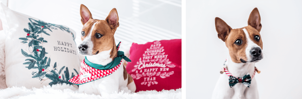 Kleiner Hund in weiß braun mit Weihnachts-Halstuch