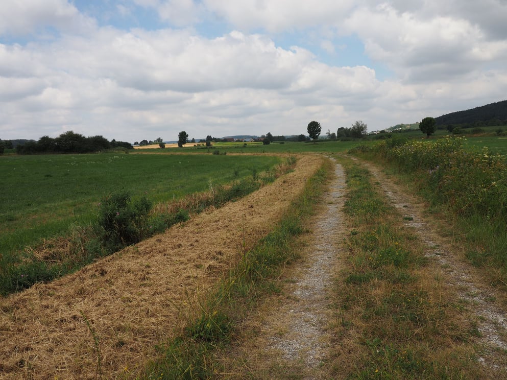 Negativbeispiel einer gemulchten Fläche im Landkreis Ansbach     Foto: LBV-Ansbach